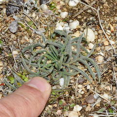 Pelargonium pilosellifolium