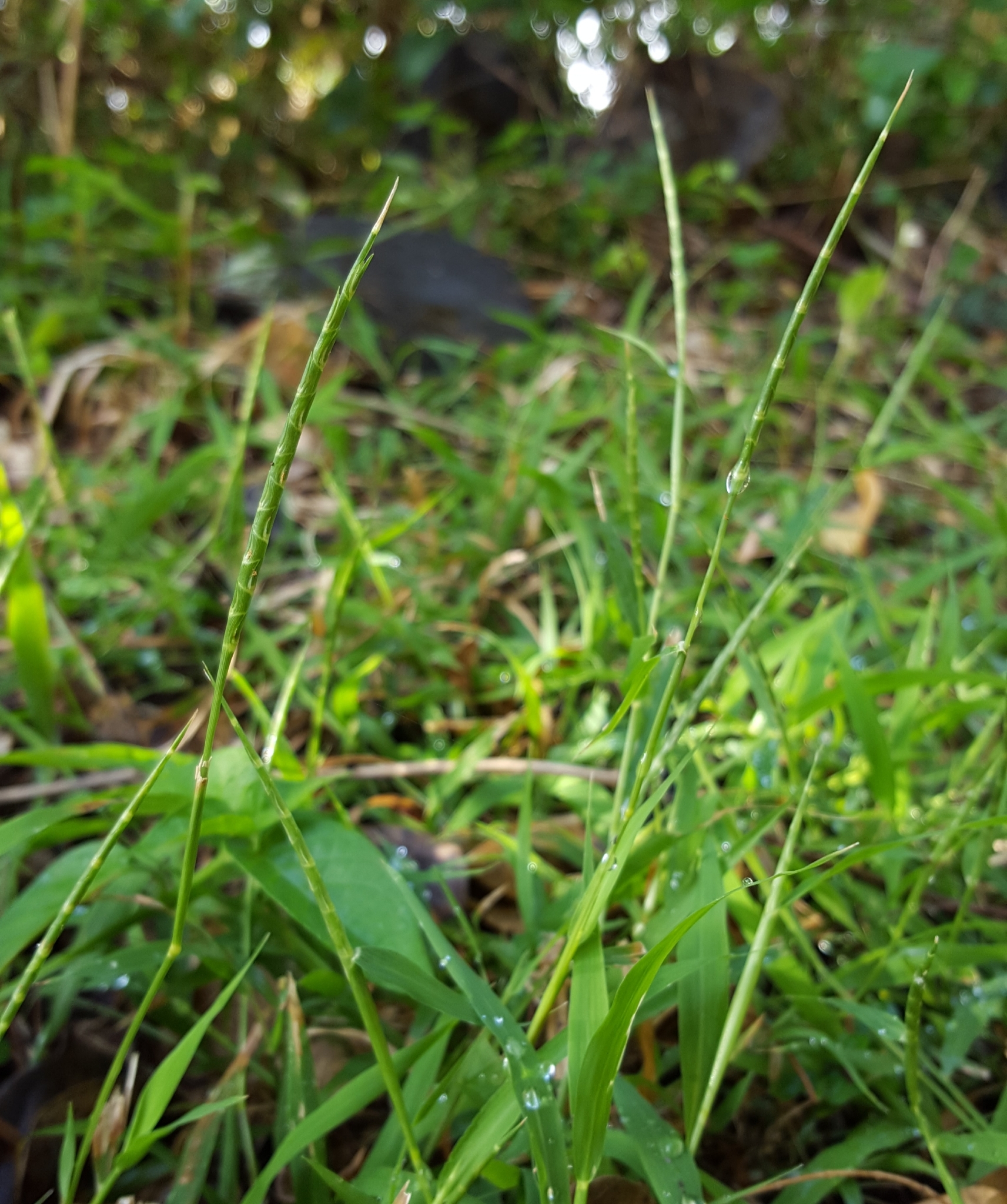 (c) François Rousseu, certains droits réservés (CC BY-NC) https://www.inaturalist.org/observations/96134958