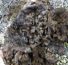 Umbilicaria hyperborea hyperborea