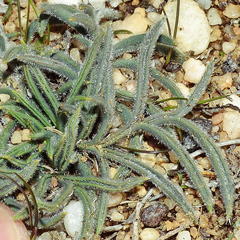 Pelargonium pilosellifolium