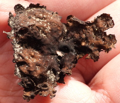 Umbilicaria hyperborea hyperborea