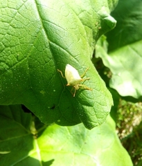 Brontocoris nigrolimbatus