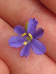 Aristea abyssinica