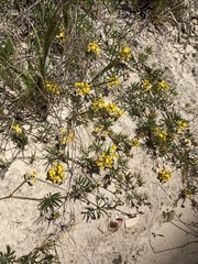Rhynchosia ferulifolia