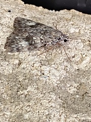 Catocala lineella