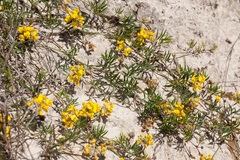 Rhynchosia ferulifolia