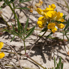 Rhynchosia ferulifolia