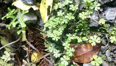 Hydrocotyle dissecta