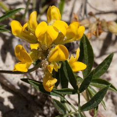 Rhynchosia ferulifolia