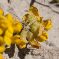 Rhynchosia ferulifolia