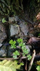 Hydrocotyle dissecta
