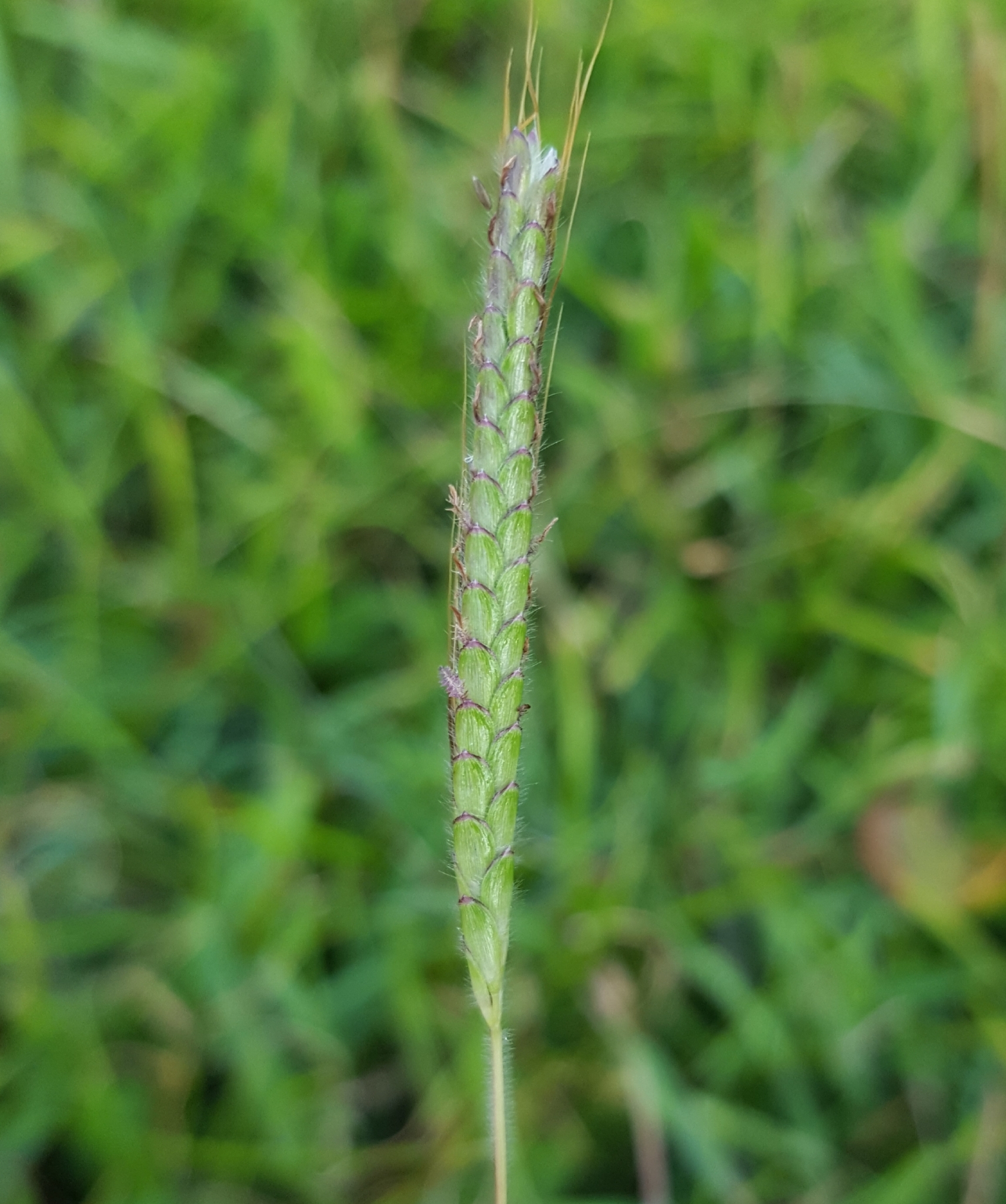 (c) François Rousseu, certains droits réservés (CC BY-NC) https://www.inaturalist.org/observations/96135166