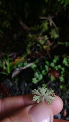 Hydrocotyle dissecta