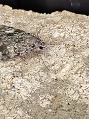 Catocala lineella