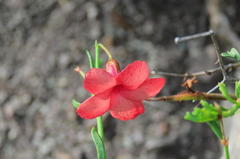 Hermannia grandiflora