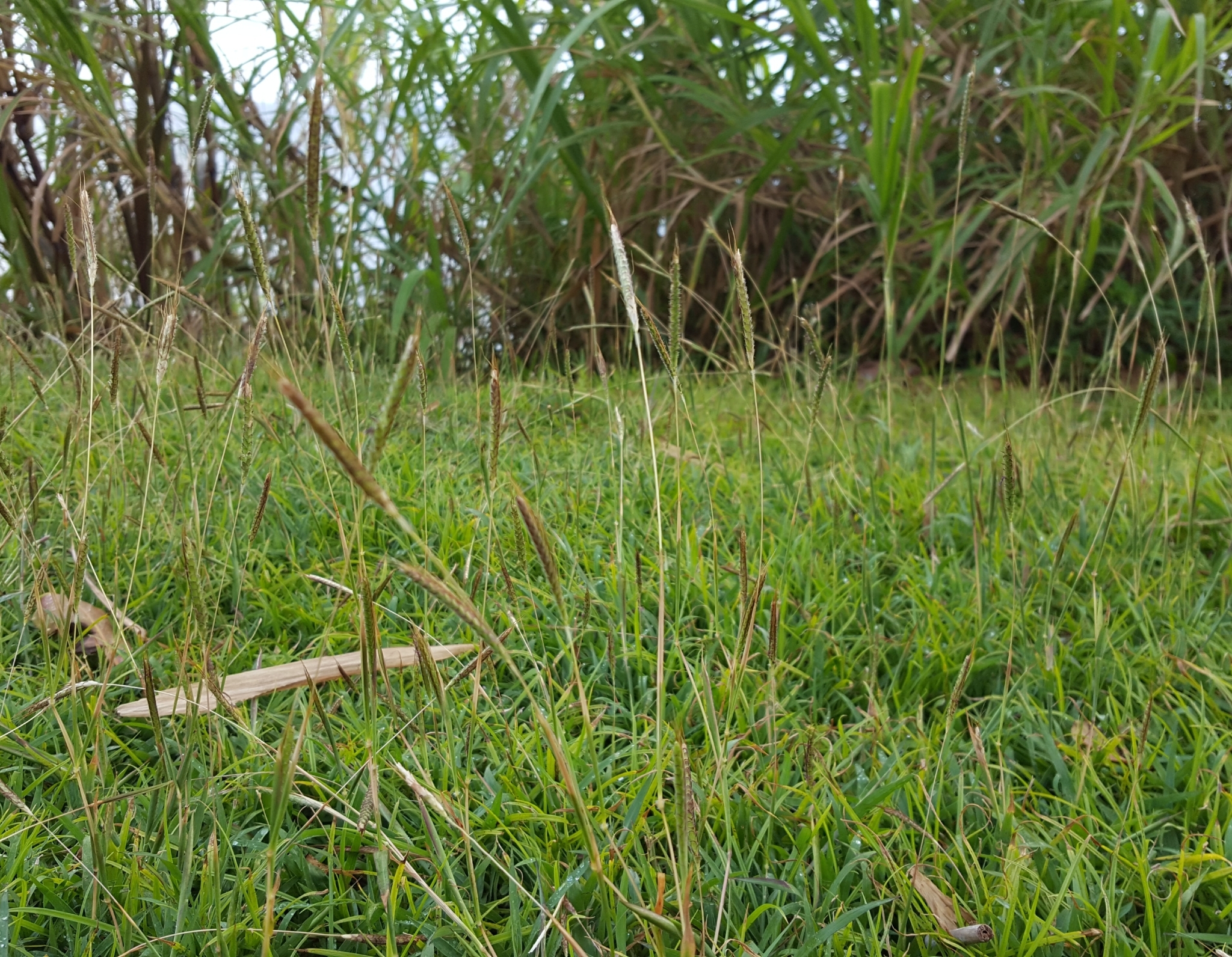(c) François Rousseu, certains droits réservés (CC BY-NC) https://www.inaturalist.org/observations/96135166