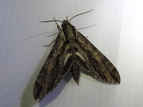 Istar Sphinx photo 4