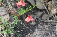 Hermannia grandiflora