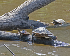 Graptemys flavimaculata