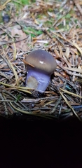 Cortinarius collinitus