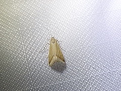 Microtheoris vibicalis