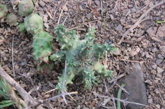 Euphorbia arida