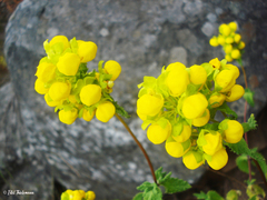 Calceolaria collina
