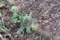 Euphorbia arida