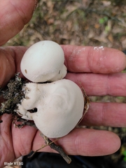 Lycoperdon mammiforme