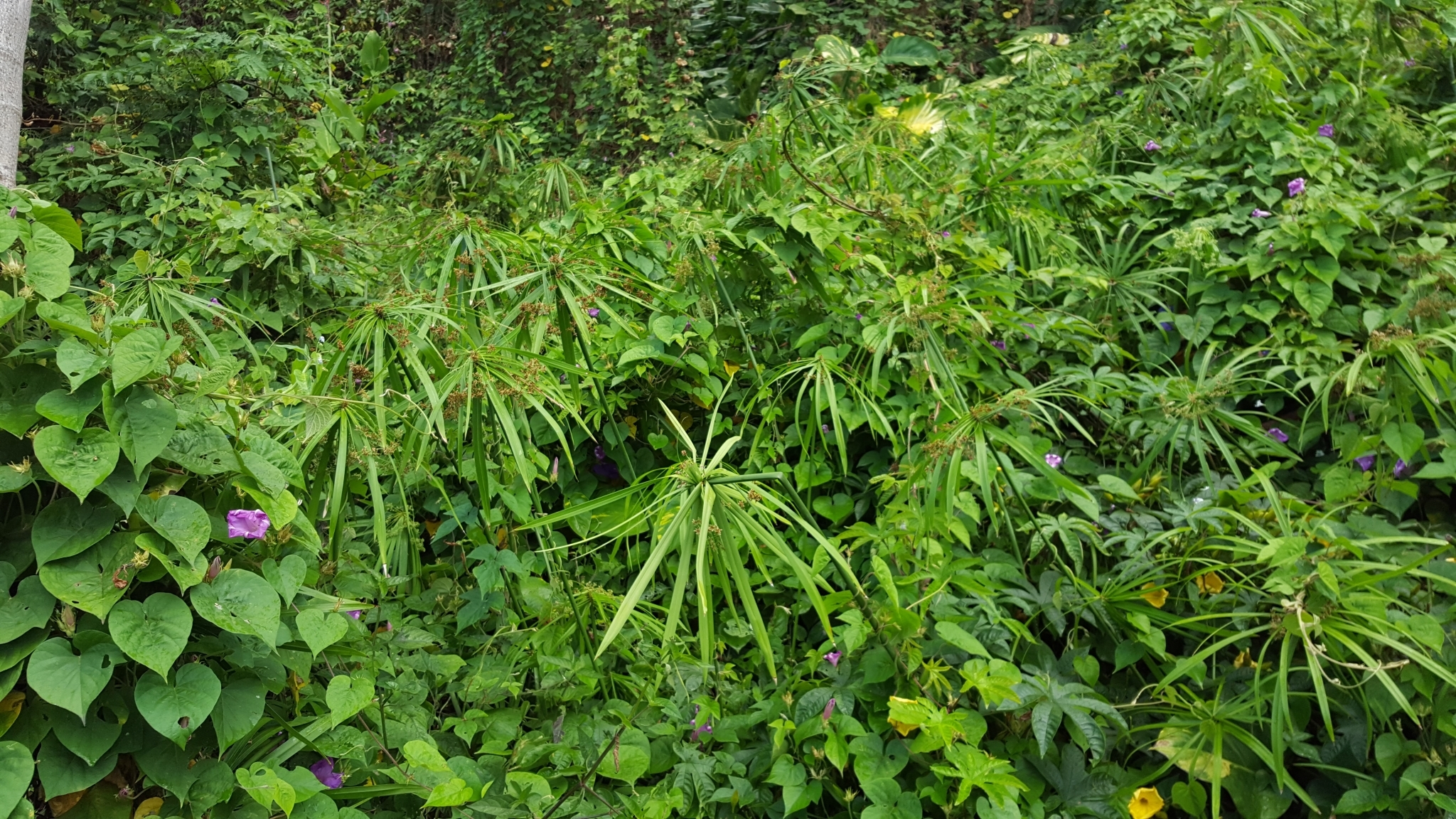(c) François Rousseu, certains droits réservés (CC BY-NC) https://www.inaturalist.org/observations/96135403