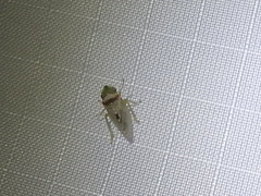 Xerophloea viridis