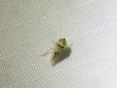 Xerophloea viridis