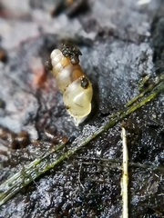 Carychium tridentatum