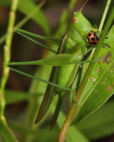 Slender Meadow Katydid photo 6