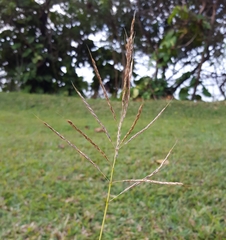 Bothriochloa bladhii