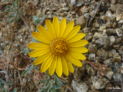 Chaetanthera glabrata