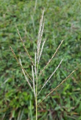 Bothriochloa bladhii