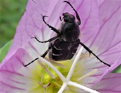 Trichiotinus texanus