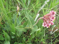 Asclepias albens