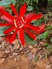 Passiflora tholozanii