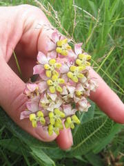 Asclepias albens