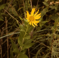 Silphium integrifolium laeve
