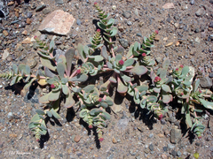 Cistanthe amarantoides