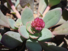 Cistanthe amarantoides