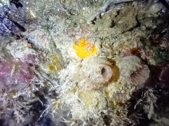 Ascidiella aspersa