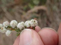Erica cooperi cooperi