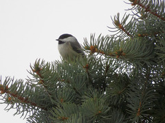 Poecile atricapillus