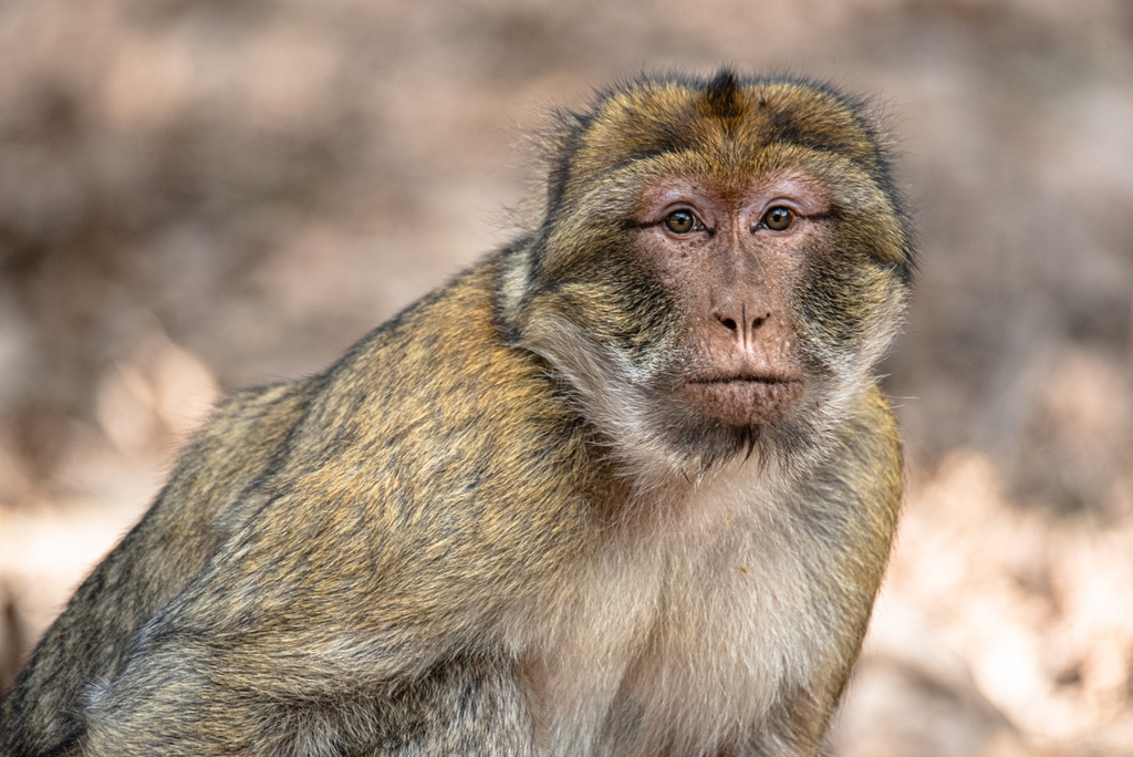 Barbary Macaque (Macaca sylvanus)