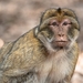 Barbary Macaque - Photo (c) MOUHCINE AJDI, some rights reserved (CC BY-NC-SA), uploaded by MOUHCINE AJDI