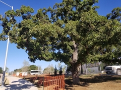 Quercus stellata